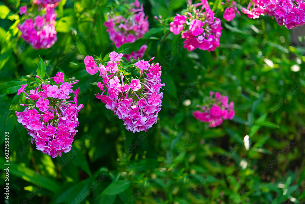 Pink phlox bushes in the park. Selective focus on a beautiful bush of blooming flowers and green leaves under sunlight in summer. Village theme in nature. Greeting card, invitation and border mockup.