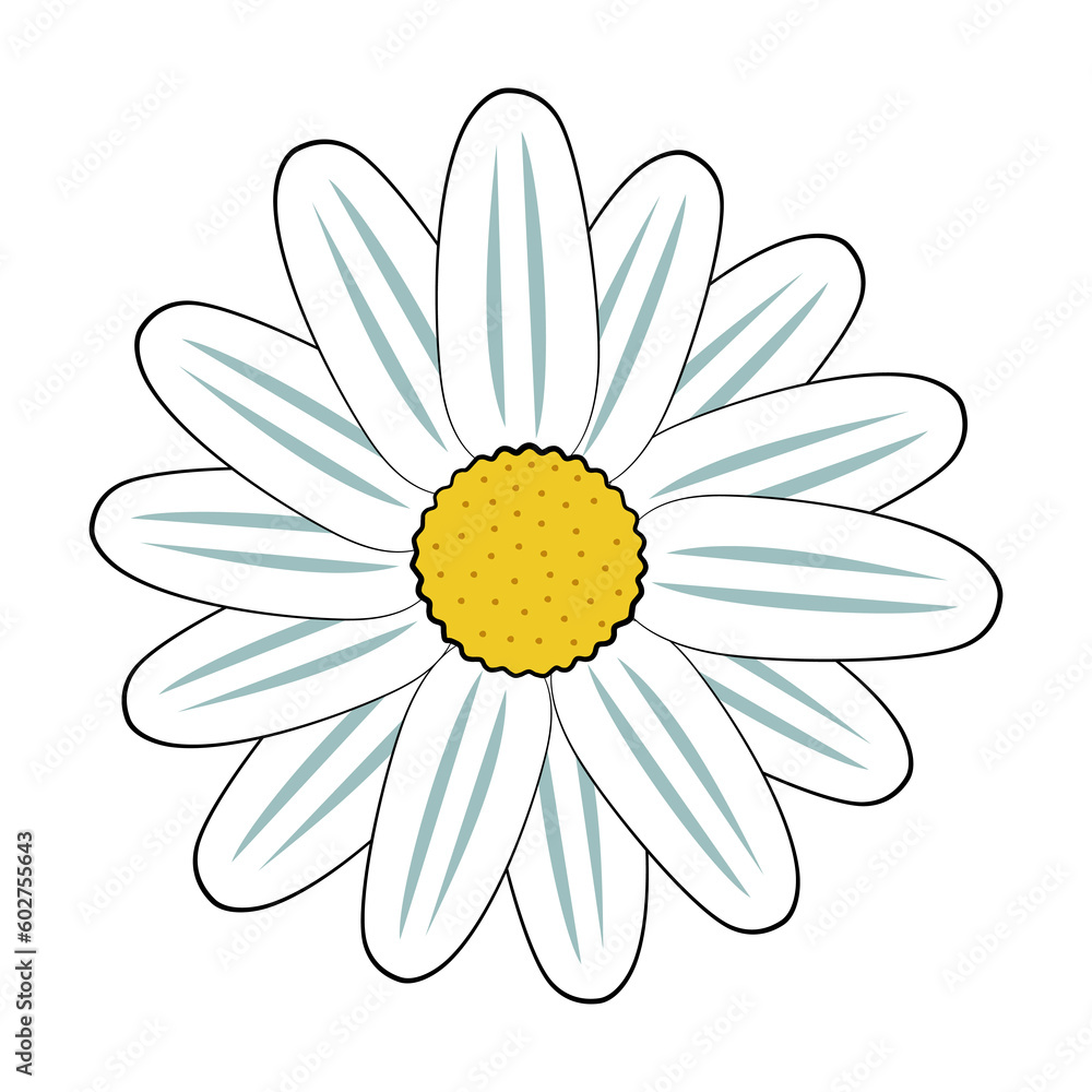 Daisy flower head isolated vector illustration in simple outline doodle ...