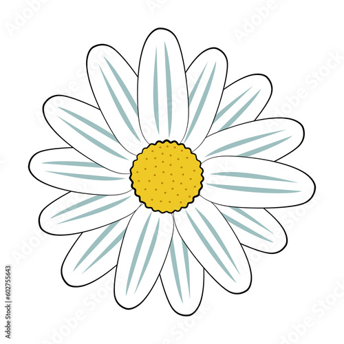 Daisy flower head isolated vector illustration in simple outline doodle style. Chamomile plant clipart. Floral design element. Medical herb. Botanical drawing. Garden clip art. Flower icon or logo.