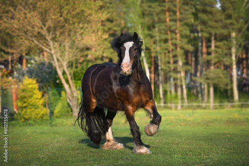 Tableau sur toile tinker horse running on a field in summer