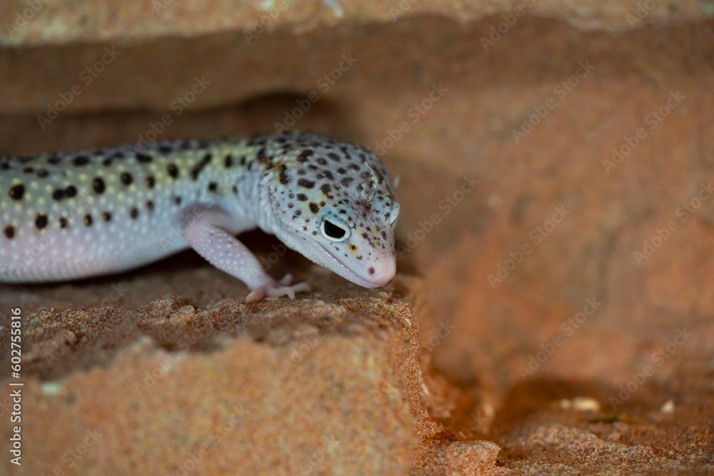 Leopard gecko lizard, close up macro. Cute Leopard gecko portrait (Eublepharis macularius). Leopard gecko lizard, close up macro. Cute Leopard gecko portrait (Eublepharis macularius).