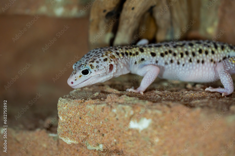 Leopard gecko lizard, close up macro. Cute Leopard gecko portrait (Eublepharis macularius). Leopard gecko lizard, close up macro. Cute Leopard gecko portrait (Eublepharis macularius).