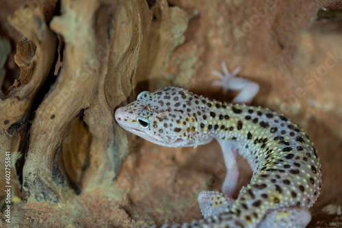 Leopard gecko lizard, close up macro. Cute Leopard gecko portrait (Eublepharis macularius).