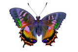 Beautiful and rare butterfly on a transparent background (PNG). AI generator