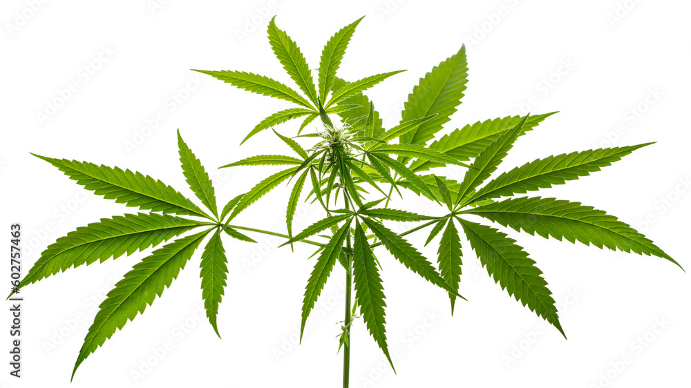 Marijuana or Cannabis green leaf. Hemp plant growing. Medical marijuana sativa or indica. Organic cannabis sprout. Legalized drugs. United States Decriminalize. Macro photo. Isolated background  - obrazy, fototapety, plakaty 