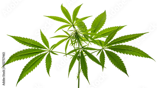 Marijuana or Cannabis green leaf. Hemp plant growing. Medical marijuana sativa or indica. Organic cannabis sprout. Legalized drugs. United States Decriminalize. Macro photo. Isolated background 