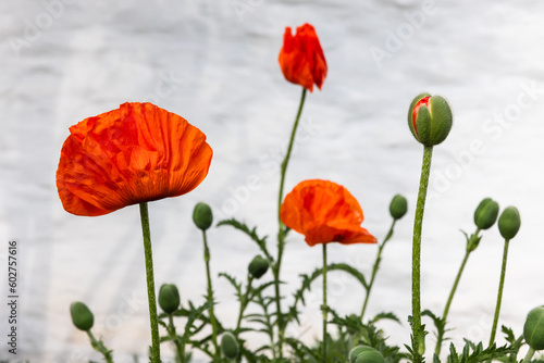 Red poppy flowers are over white wall background, close-up photo