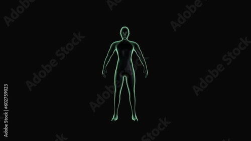 4k 3D human body glowing animation, absorbing the energy, seamless loop blue screen photo