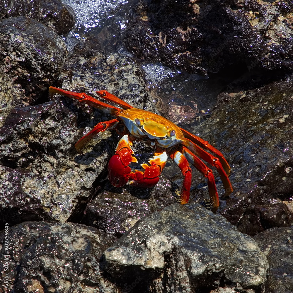 Crabs on a rock in Puerto Ayora on Santa Cruz island of Galapagos islands, Ecuador, South America
