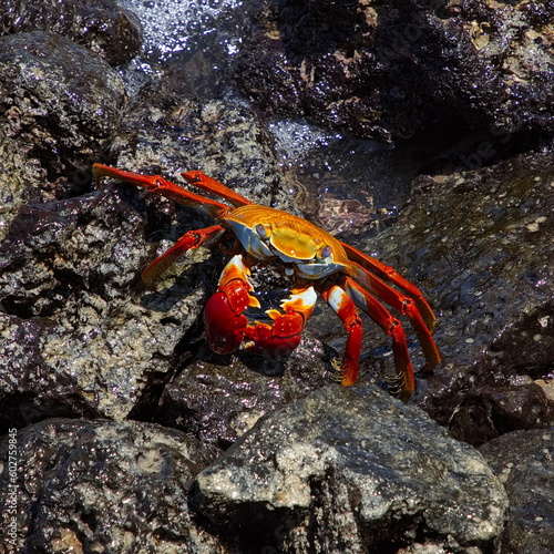 Crabs on a rock in Puerto Ayora on Santa Cruz island of Galapagos islands, Ecuador, South America
