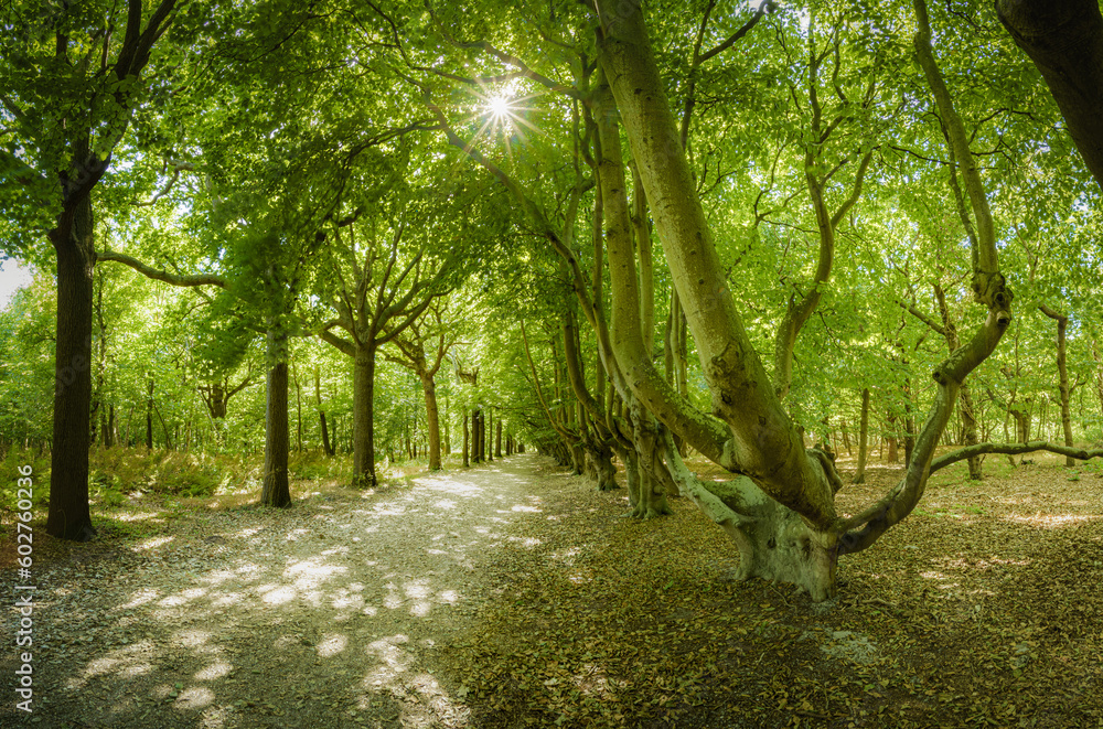 Fototapeta premium Tree-lined path of linden, beech and oak on old estates