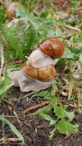 Snails taken in rainy weather