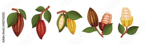 Organic Cocoa Beans in Pod and Green Leaf Vector Set