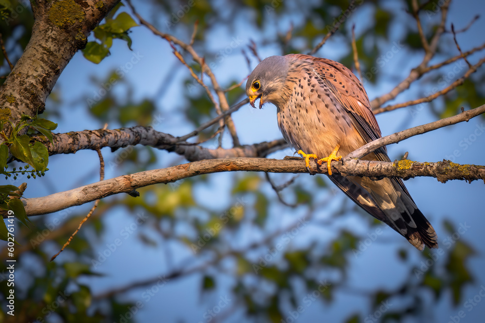 Portrait of a common kestrel (Falco tinnunculus) perched on a trunk. Portrait of a common kestrel (Falco tinnunculus) perched on a trunk.