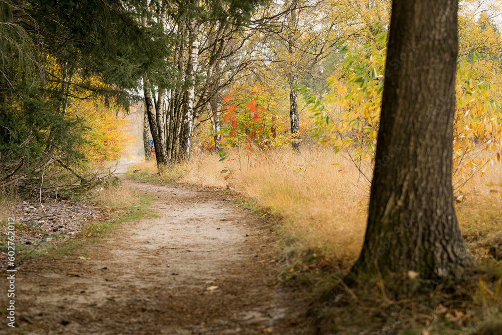 Naklejka premium Countryside with small nature gravel footpath and colorful trees in the forest at autumn