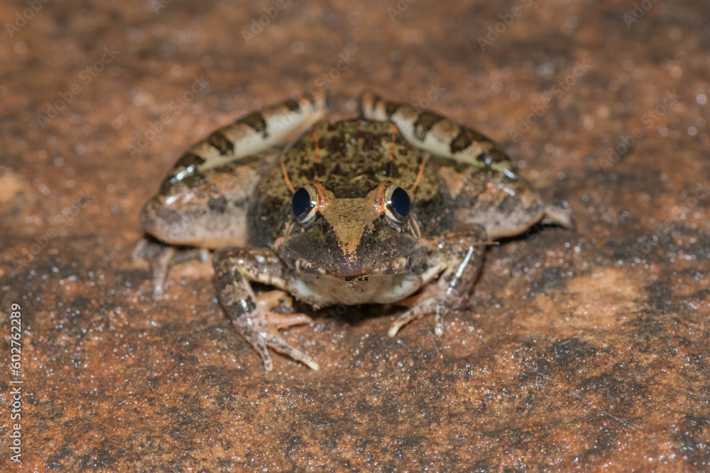 Sharp-nosed Grass Frog (Ptychadena oxyrhynchus) Sharp-nosed Grass Frog (Ptychadena oxyrhynchus)