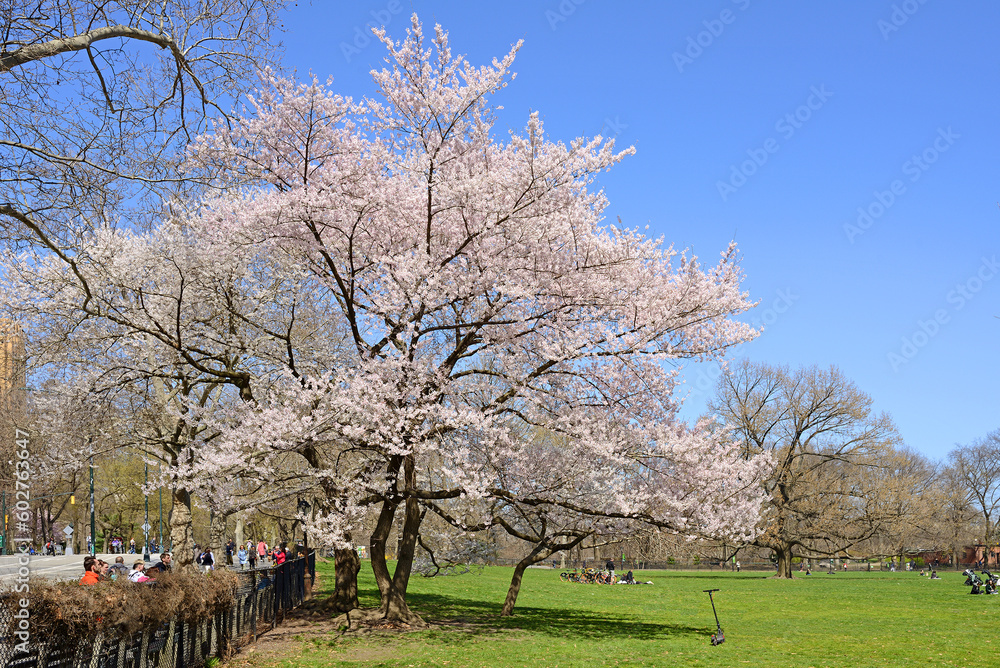 Spring in Central Park, New York City. Blooming sakura around large green meadow
