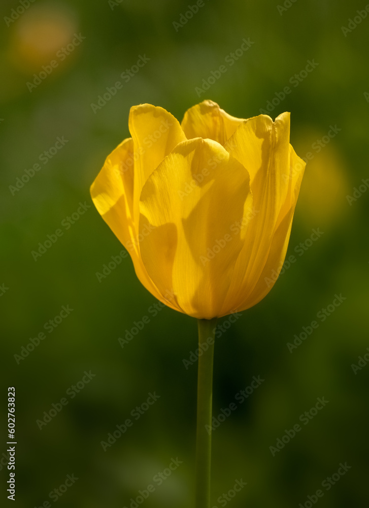 Closeup of single sunlit flower of Tulipa 'Jan van Nes' in a garden in spring Closeup of single sunlit flower of Tulipa 'Jan van Nes' in a garden in spring