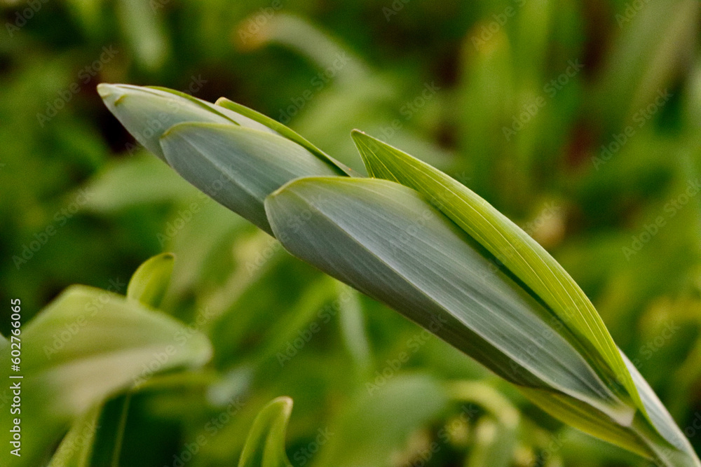 Obraz premium Solomon’s seal bud