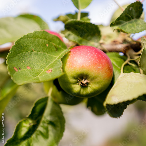 organic apple plant fruits on a branch, delicious fruits
