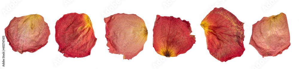 Εκτύπωση καμβά Dry petal of rose isolated on transparent background