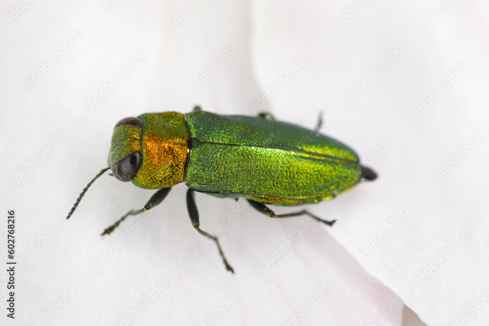 Fototapeta premium Jewel beetle, Metallic wood-boring beetle (Anthaxia nitidula), sitting on a flower of apple tree. The larvae of this insect develop in the wood of, among others, trees in orchards.