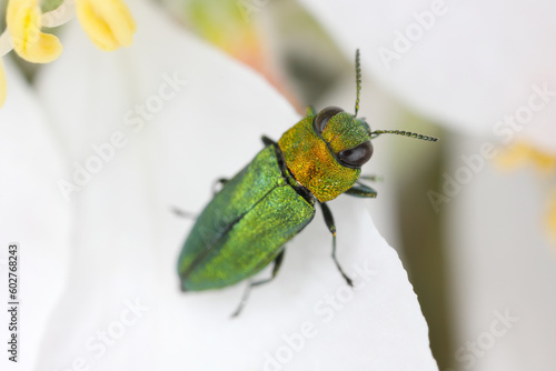 Jewel beetle, Metallic wood-boring beetle (Anthaxia nitidula), sitting on a flower of apple tree. The larvae of this insect develop in the wood of, among others, trees in orchards. photo