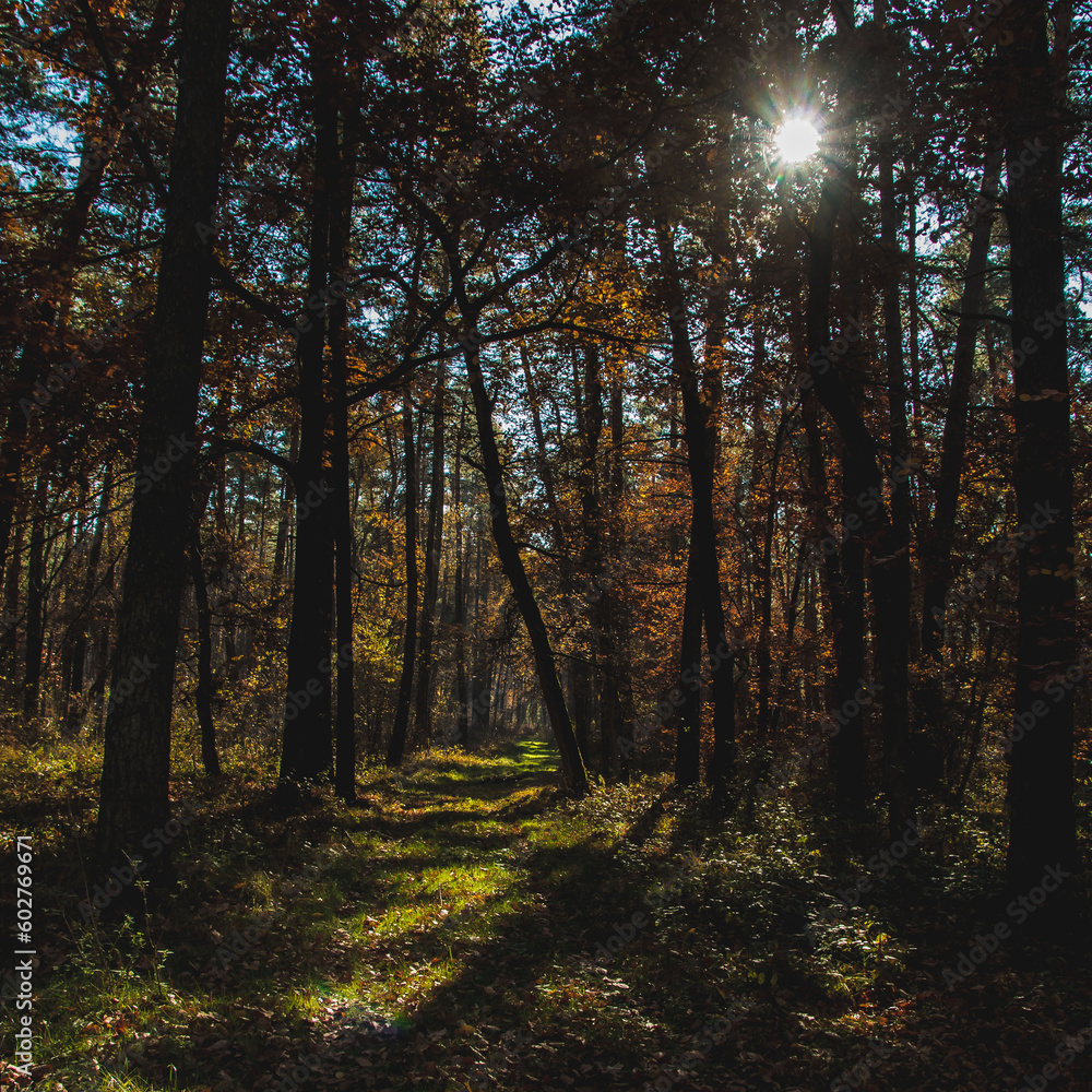 Fototapeta premium Las