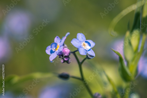 little blue forget me not flowers with rain drop