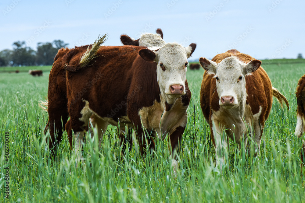 Cattle raising with natural pastures in Pampas countryside, La Pampa Province,Patagonia, Argentina. Cattle raising with natural pastures in Pampas countryside, La Pampa Province,Patagonia, Argentina.