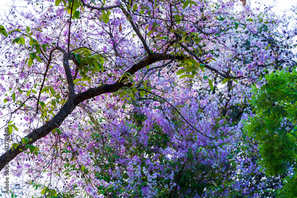 Beautiful blooming bungor (Lagerstroemia loudonii Teijsm. Binn) flowers Thai bungor tree and green leaves with the park in spring day blue sky background Thailand. Beautiful blooming bungor (Lagerstroemia loudonii Teijsm. Binn) flowers Thai bungor tree and green leaves with the park in spring day blue sky background Thailand.