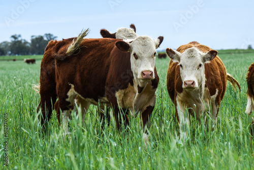 Wallpaper Mural Cattle raising  with natural pastures in Pampas countryside, La Pampa Province,Patagonia, Argentina. Torontodigital.ca