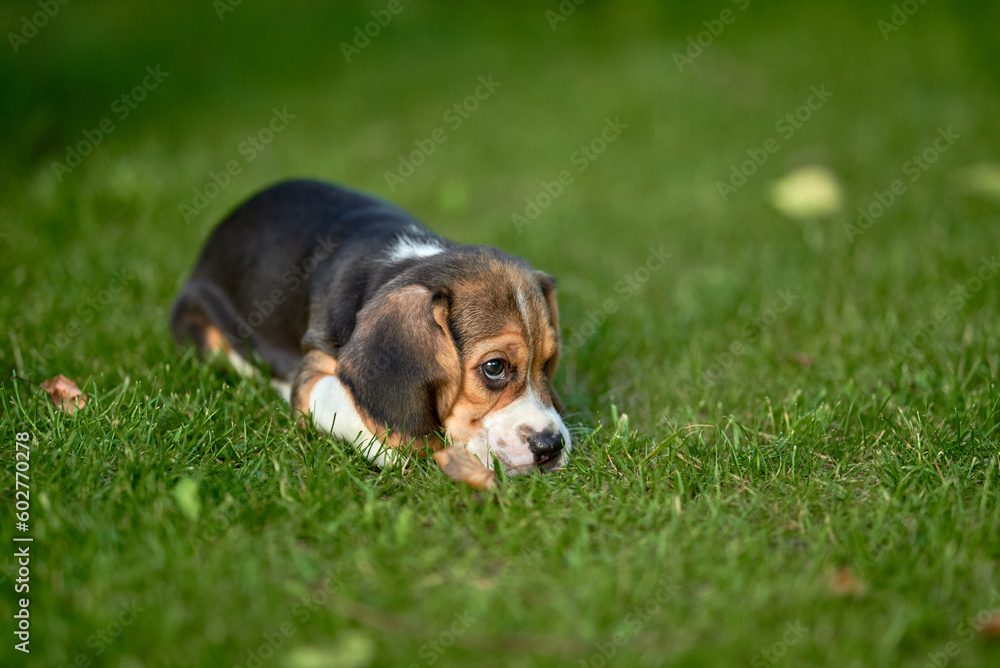 Beagle puppy lying on the grass