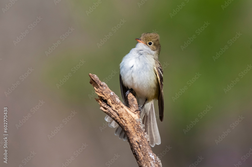 Fototapeta premium White crested Elaenia, Elaenia albiceps, calden Forest, La Pampa province , Patagonia, Argentina