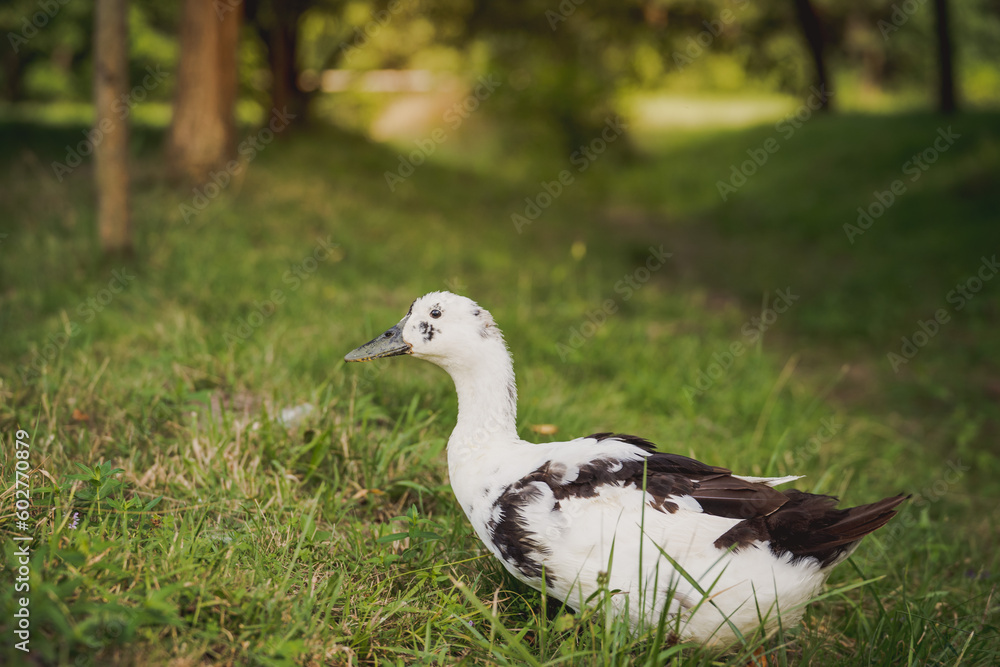duck on a field of grass, organic poultry farm, duck on a farm duck on a field of grass, organic poultry farm, duck on a farm