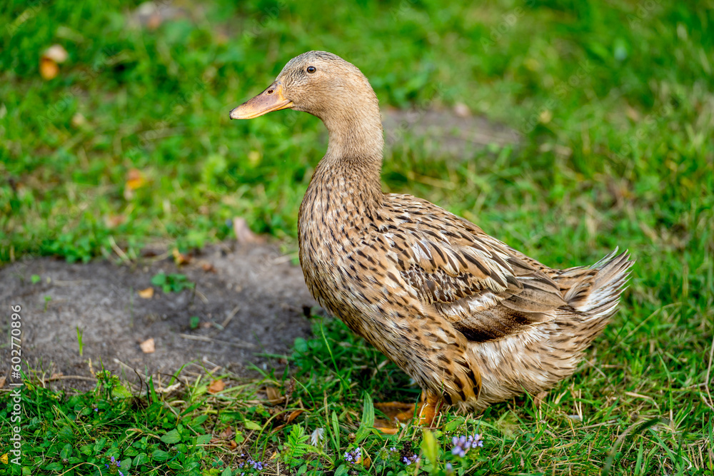 duck on a field of grass, organic poultry farm, duck on a farm duck on a field of grass, organic poultry farm, duck on a farm