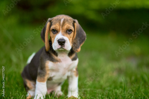 Beagle puppy on the grass