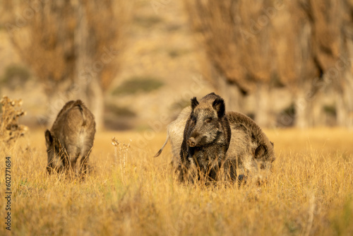 Jabali Salvaje en pradera de la patagonia