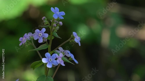 Wallpaper Mural Beautiful small blue forget-me-nots on background of green leaves under natural light. Rain water drops are falling over flowers forget me not, slow motion, macro, close up. It's raining. Flowers sway Torontodigital.ca