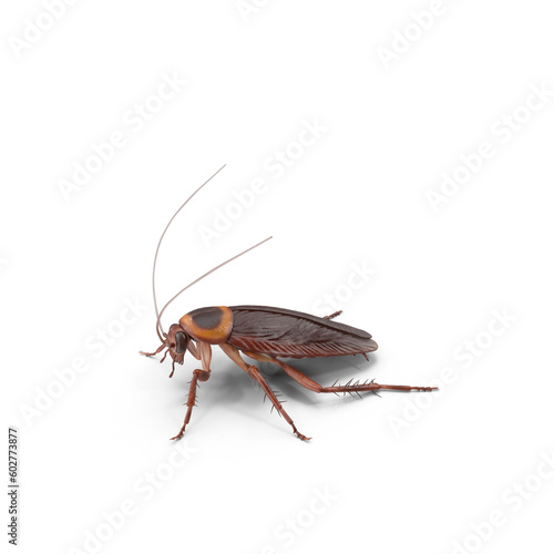 Close-up american brown cockroach (Periplaneta americana) on a transparent background (PNG) photo