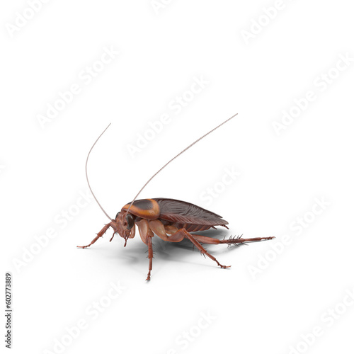 American brown cockroach (Periplaneta americana)