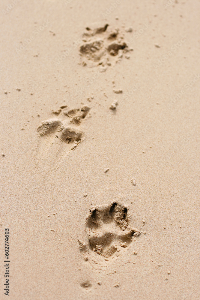 A set of three dog paw prints in the sand at the beach. A set of three dog paw prints in the sand at the beach.
