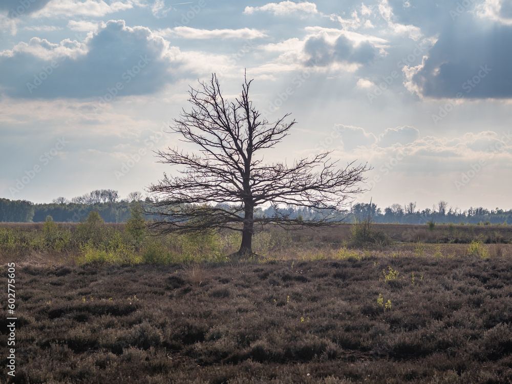 Bog Grosses Torfmoor in Germany. Bog Grosses Torfmoor in Germany.