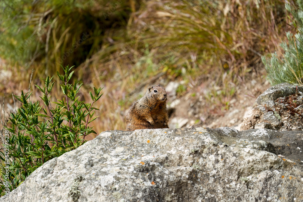 Chunky squirrel Chunky squirrel