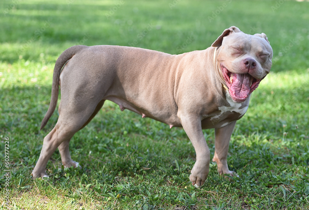 a powerful american bully dog in the park