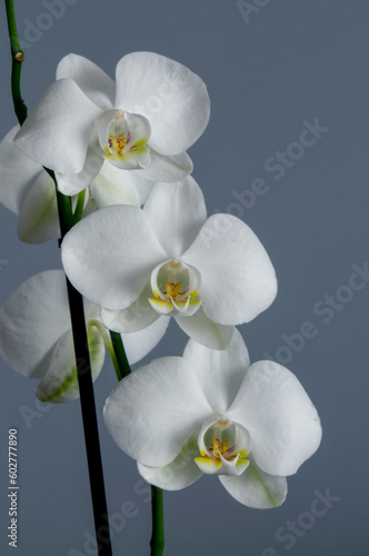 Fototapeta Naklejka Na Ścianę i Meble -  white flowers of blooming Phalaenopsis orchid, isolated from the background, decorative plant, close up