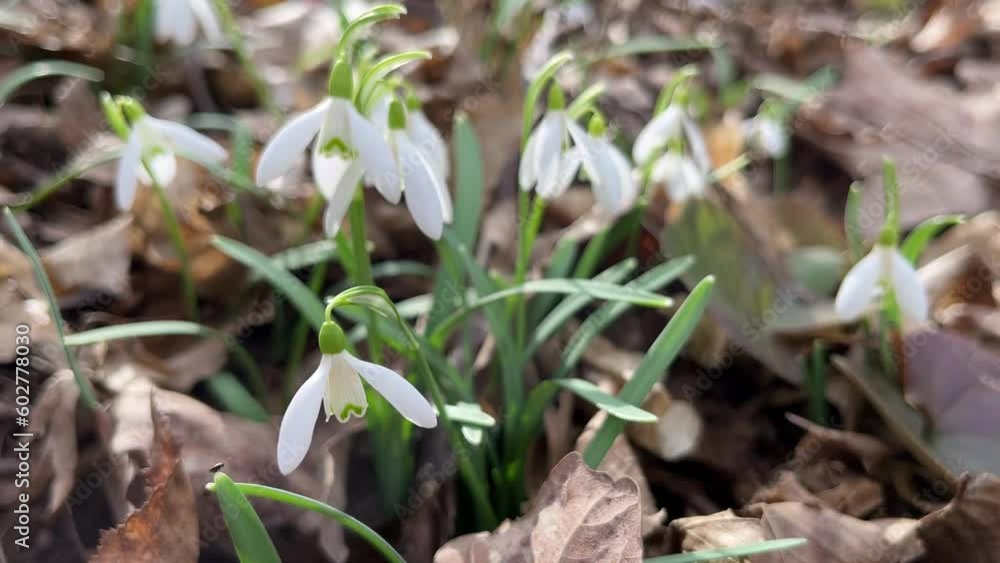 White snowdrop primroses grow in the forest surrounded by last year's leaves in the evening sun. White snowdrop primroses grow in the forest surrounded by last year's leaves in the evening sun.