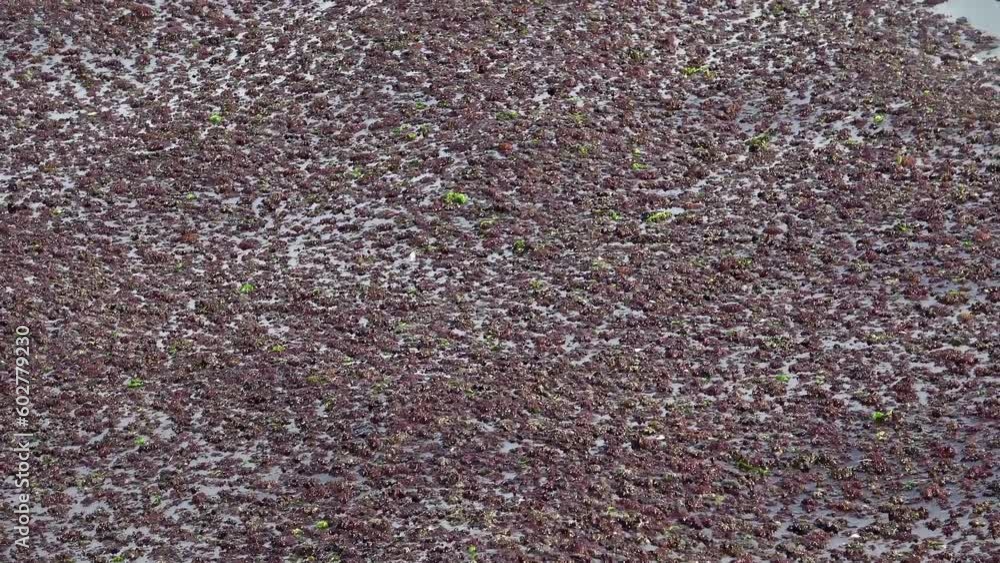 Soil and Algae Vegetation Moving on Seawater Surface Footage. Soil and Algae Vegetation Moving on Seawater Surface Footage.