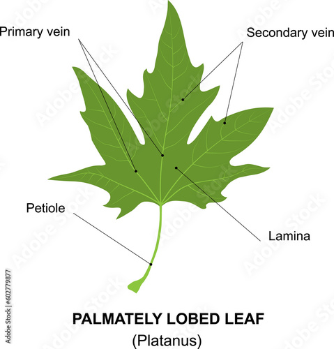 Photos Simple leaf diagram