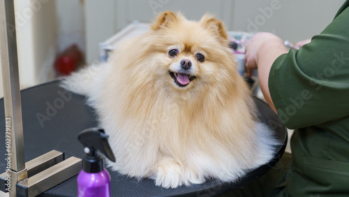 dog in the pet salon, groommer trimming claws and drying, combing wool and haircut. animal care, wool care 